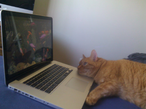 Bonus fish-watching.