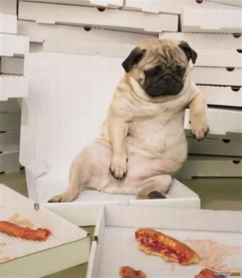 This pug has regrets