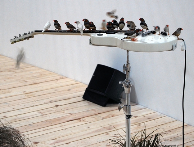 The new album by these birds is definitely a collaborative effort.