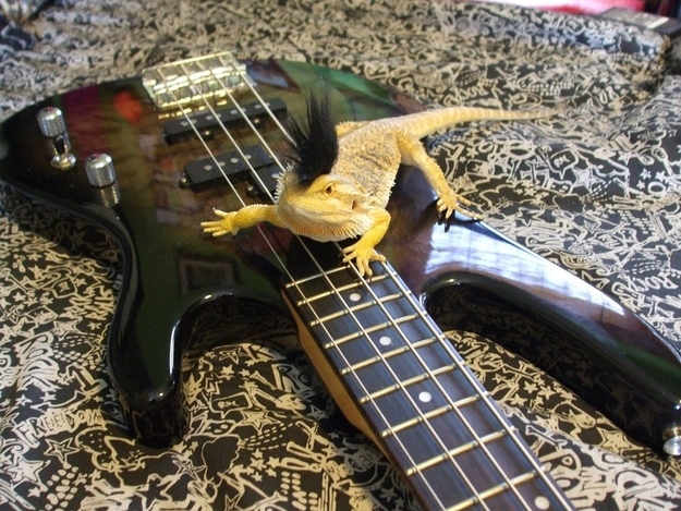 This bearded dragon thinks she's punk.
