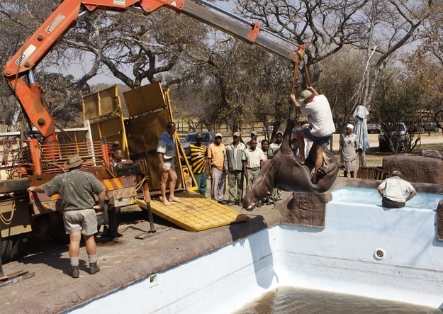 A hippo is lifted from a swimming pool Friday Aug. 24, 2012, at the Monate Conservation Lodge, near Modimolle, South Africa, after being trapped there for three days.