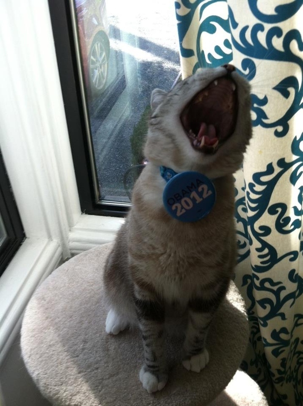 This cat is not afraid to express his political views.