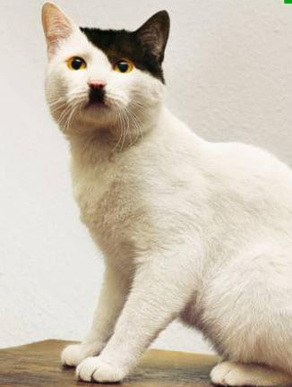 I wonder if cats believe in reincarnation. I mean... no one wants to talk about it, but. Wow.