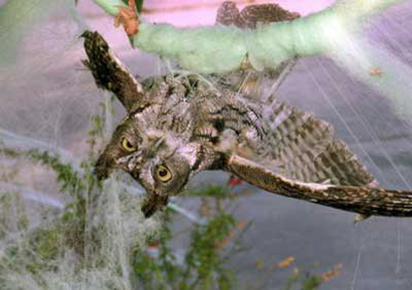 According to Humane Society workers, the owl was unharmed but slightly dehydrated. Once it received intravenous fluids, it was released into the yard from which it became entangled.