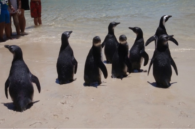 Nine rescued penguin orphans returned to the ocean on Thanksgiving Day 2011. An educator from the New England Aquarium was on hand to help with the release as the penguin chicks timidly set foot into the ocean for the first time, following a rescued adult who was released at the same time. Click through for more pics and the full story.