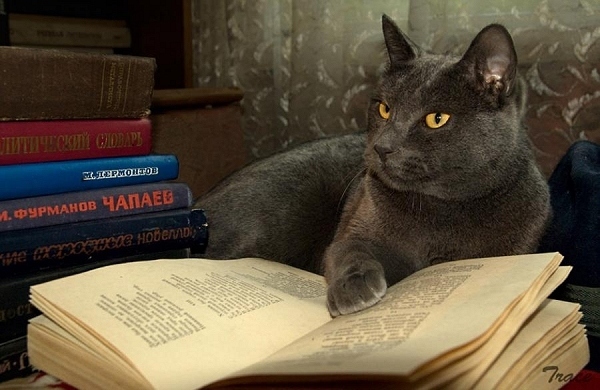 19 Cats Reading Books