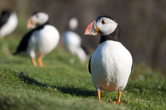Tracking Puffin Migration
