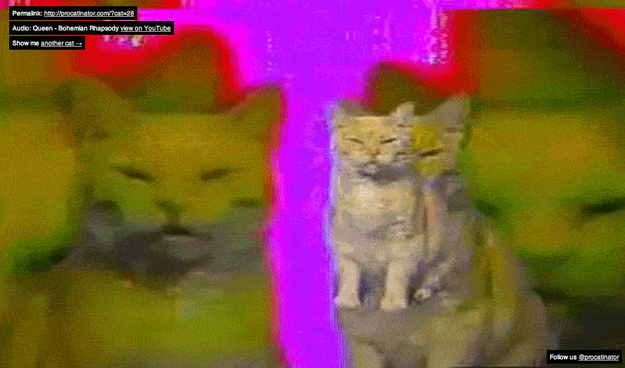 Cat #28 and "Bohemian Rhapsody" by Queen