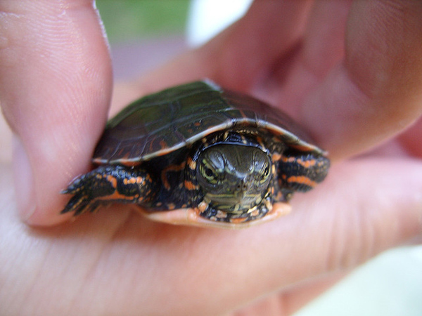 10 Pictures Of Angry Turtles