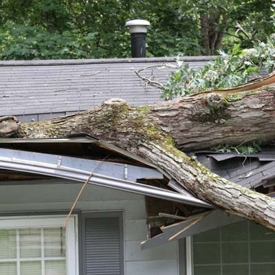 A Tree Falls On Your Roof