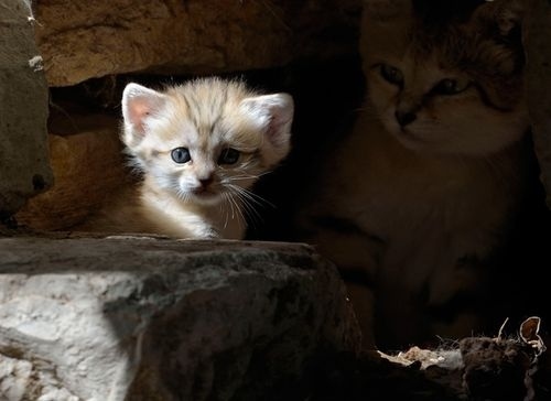 Sand Cat Kitten