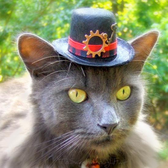 11 Hats Modeled By This Cat