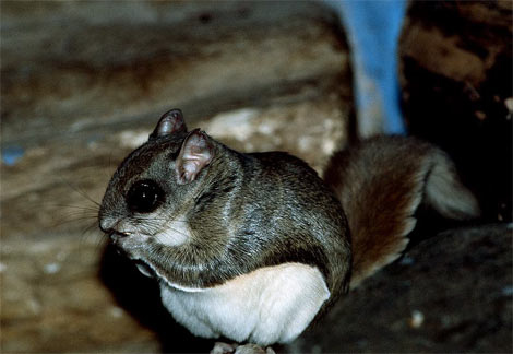 I don't know how this flying squirrel expects to fly with all that extra weight =P