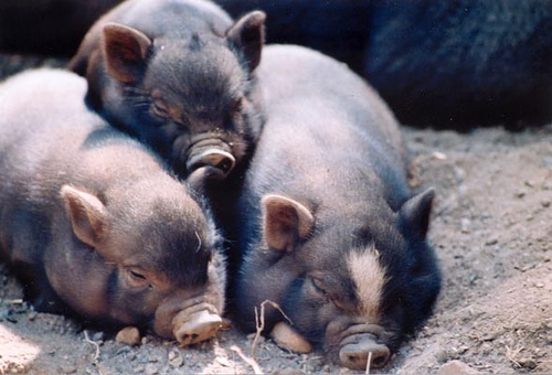 OBVIOUSLY, piggies made it to this list!