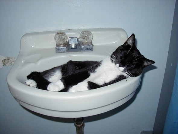 20 Cats In Sinks   Enhanced Buzz 11732 1327713636 14 