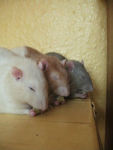 Three mice enjoying a peaceful nom sesh.