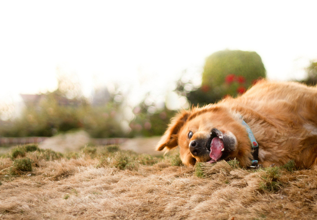 39 Dog Portraits That Will Take Your Breath Away