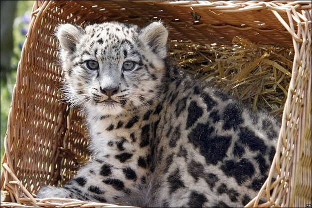 Snow Leopard