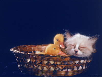 Kitten and Ducking