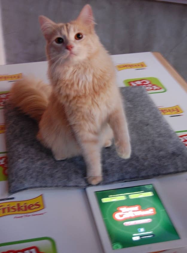 The First Ever Ipad Game You Play Against Your Cat