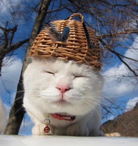 Basket on Cat