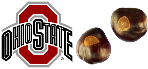 (redirected to “Aesculus glabra”) A tree species “native primarily to the Midwestern and lower Great Plains regions of the United States… The fruit is a round or oblong spiny capsule 4-5 cm in diameter, containing 1-3 nut-like seeds”There is nothing intimidating in sports about trees—I’m talking to you, Stanford—or nuts. In the lexicon of college sports nicknames, this might be one of the wimpiest.