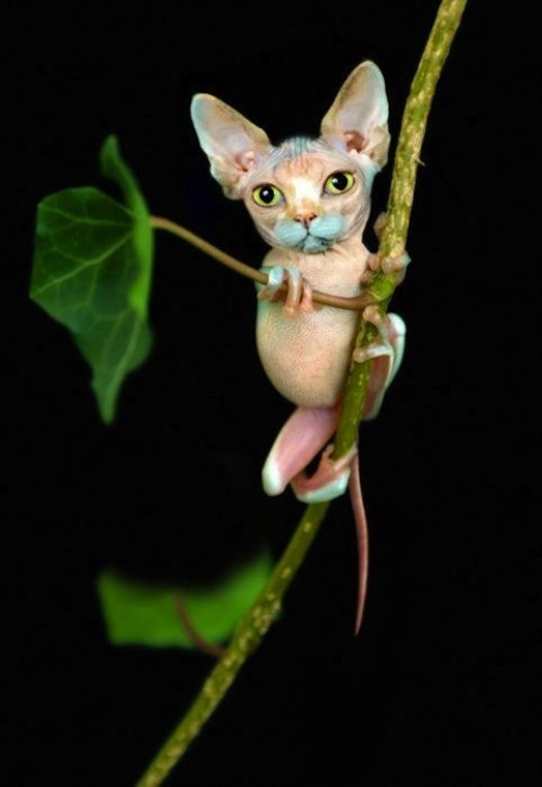 The Gynx has the ability to climb trees with it’s suction cup feet and has cat-like reflexes to avoid predators.