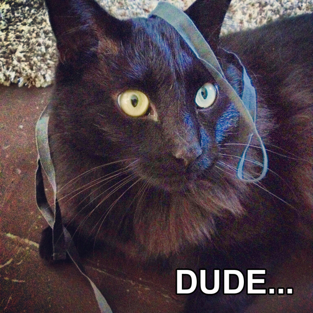 ...WHAT'S ON MY HEAD, DUDE?!