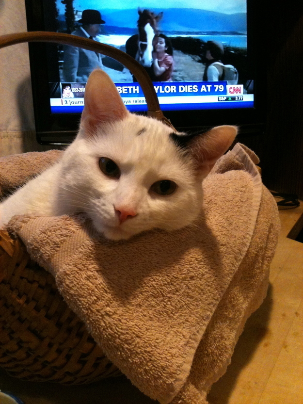 Sitting in the basket watching some tv
