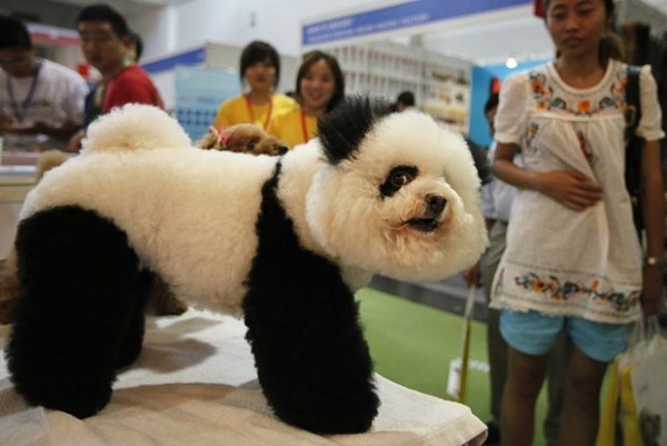 panda bear looking dog