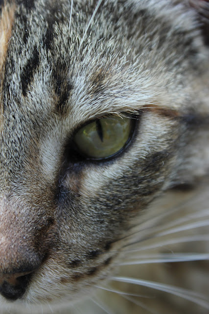 The whiskers on a cat&#39;s face are used to help him navigate in restricted spaces or in darkness...