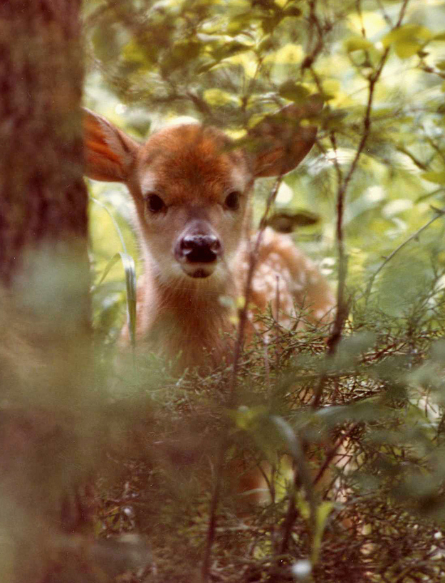 deer in the woods