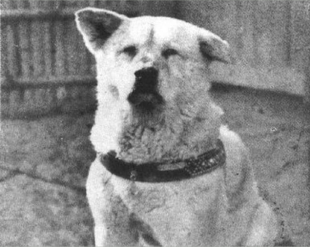 When Professor Hidesaburō Ueno adopted an Akita he named Hachikō in 1924, he had no idea how much Hachikō would come to love him. Ueno certainly loved the dog too; he always took Hachikō with him to Shibuya Station on his way to work. When he returned to Shibuya at the end of the day, Hachikō would be there waiting. But in 1925, Professor Ueno died of a cerebral hemorrhage while delivering a lecture. He never returned to Shibuya. But Hachikō did.Hachikō spent the next nine years waiting at Shibuya Station for his master to come home. That's right: Nine. Years. In 1932, newspaper coverage brought national attention to the dog's vigil, and station-goers began to bring Hachikō treats to ease his wait. And because he was an especially likable and loyal dog, Japan erected a monument honoring him at Shibuya Station in 1934. This was sadly recycled for metal during World War II, but replaced permanently in 1948. Today, Hachikō's monument is a popular site in Shibuya.