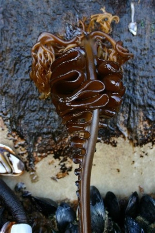 This is an invasive species commonly known as "wakame".