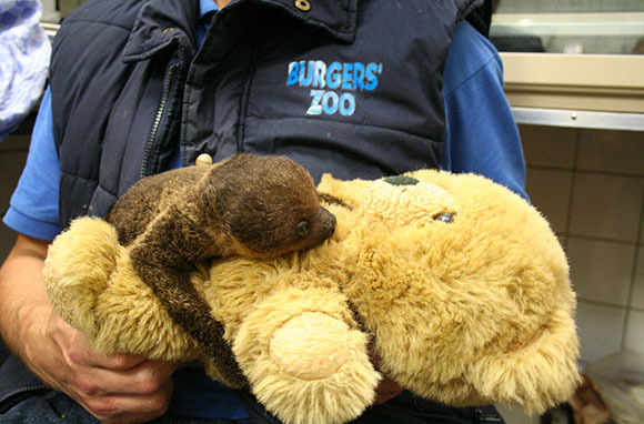 Just like a human baby, this young sloth named Sjakie needed a teddy bear after being separated from his mother, who doesn't have enough milk to feed him. The poor baby sloth wanted something to cling to, since he would usually hang on to his mother until he started crawling. One of the zookeeper's daughters donated her stuffed animal, which is working nicely for Sjakie as a maternal substitute.