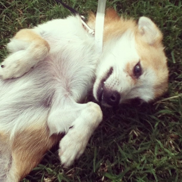 Bella loves having a lap to lay in! She is good with other dogs and kids!