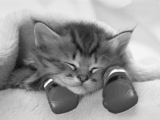 I was born Catsius Meowcellus Clay. It's been years since I've answered to that name, and I don't plan on starting again anytime soon. But for the purpose of a retrospective, it seems important to acknowledge the past. That was my name.My family thought it was strange that I was born with boxing gloves around my paws. Maybe they were right. Who can say? All I know is that while most cats have to worry about what they want to do with their lives, how to fill all those hours, I didn't. I had my answer.
