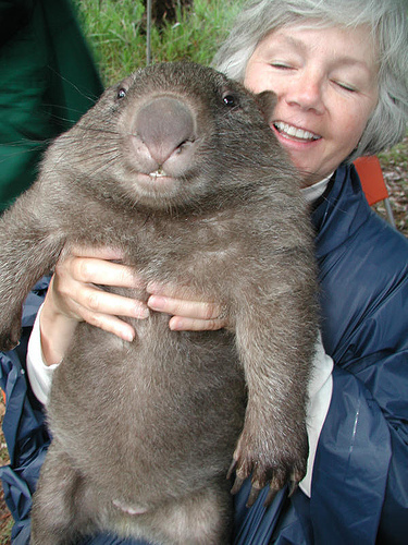 This adorable stubby animal proudly calls Australia its home.