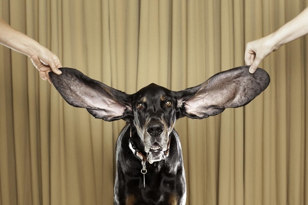 25 - Longest Ears on a Dog