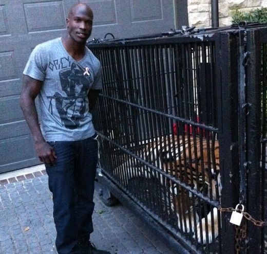 Chad Ochocinco, New England Patriots
