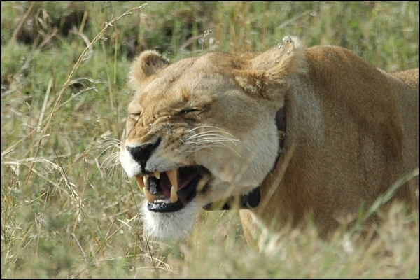 Animals About To Sneeze