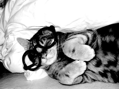 25 Cats Wearing Glasses