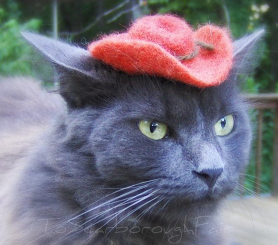 11 Hats Modeled By This Cat