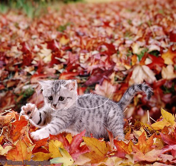 jelly cat autumn