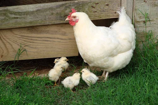 Mother hens teach calls to their chicks before they hatch.