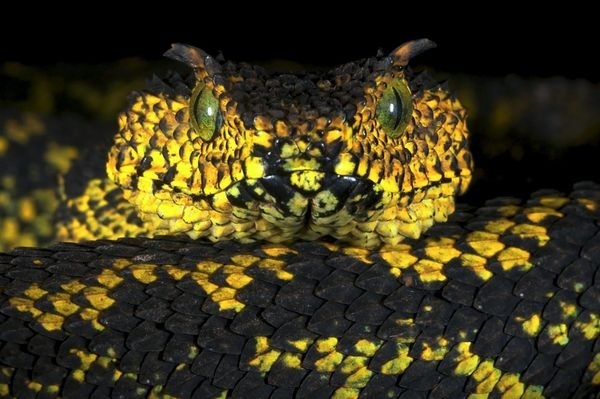 The Viper was discovered two years ago in Tanzania but was not officially recognized as a newest snake until last month