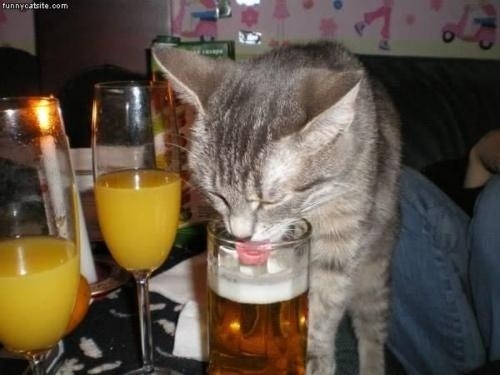 35 Animals Drinking Beer