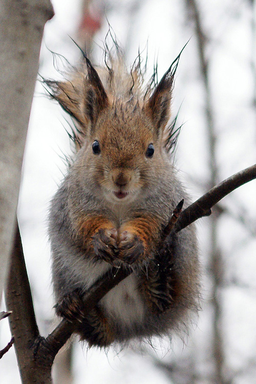 11 Wet Animals Are Adorable, Whether They Like It Or Not