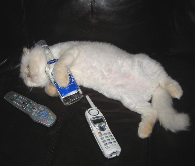 Cats and Booze! Upload pics of your booze kitties in response