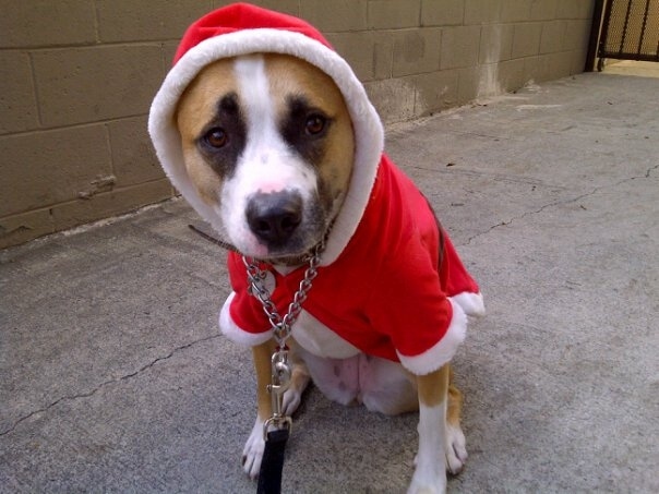 Not so Merry Myla